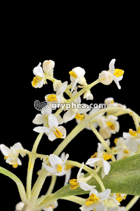 Olivier (Olea europea) - fleurs  - gryphea.com